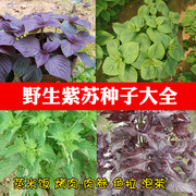 紫苏种子种籽苏子叶(苏子叶，)苗盆栽可食用苏子紫苏叶早春四季菜种蔬菜种孑