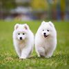 混血非纯种萨摩耶大型犬，便宜纯白色可爱萨摩幼犬雪橇犬活犬宠物狗