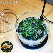 生态瓶辣椒蟹g微景观水生陆生莫斯苔藓植物创意玻璃懒人植螃蟹缸