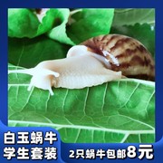 学生蜗牛宠物活体白玉蜗牛套装，观赏学生科学实验巨型美容可食用