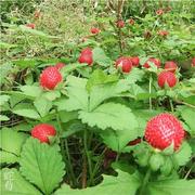 蛇莓红色野草莓四季易种阳台园艺花种子观果花籽花海家庭园艺种子