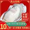 生蚝鲜活新鲜乳山牡蛎带壳海蛎子特大10斤威海海鲜现捞水产品