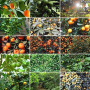 橘子桔子树上果子果实橘子园果园蜜桔子金桔新鲜水果视频素材