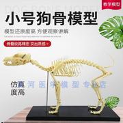 骨科器械a狗骨骼标本模型，宠物动物狗猫犬教学骨架骨头骨骼模