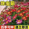 夏季混色除虫菊驱虫菊种驱蚊花种，植物多年生四季种植易活防蚊植物