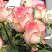 艾莎公主粉色玫瑰花苗盆栽老桩阳台，庭院特大花浓香四季花卉带花苞
