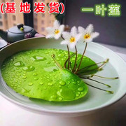 一叶莲水培植物鱼缸水草，碗莲带花苞水，养生净化水质茶几四季开花