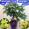 四季桂花苗 当年开花桂花盆栽 浓香绿植花卉阳台庭院室内外树苗