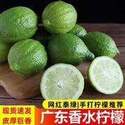 广东无籽香水柠檬新鲜青柠檬，1斤现摘鲜柠檬奶茶饮品店用香柠