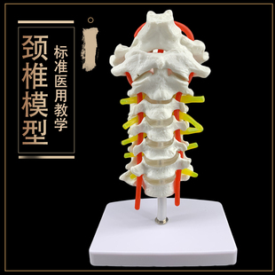 颈椎带颈动脉、后枕骨、椎间盘与神经教学模型，腰椎 骨骼架模型