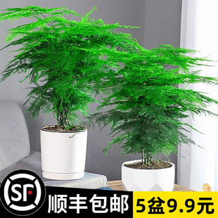 文竹盆栽植物室内净化空气，办公室绿植花卉盆栽，盆景四季常青小盆栽