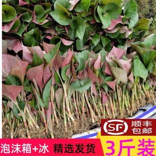 折耳根新鲜嫩叶子凉拌野生种植鱼腥草茎叶嫩芽湖北节节根3斤即食