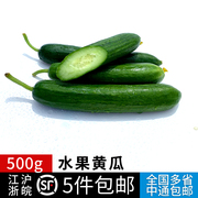 水果黄瓜500g 荷兰黄瓜 短小黄瓜 新鲜蔬菜轻食沙拉食材满5件