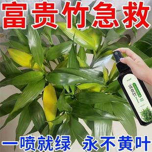 拯救黄叶专治叶子发黄烂根一喷绿水培植物，液体肥富贵竹营养液