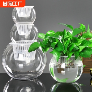 创意水培瓶植物透明玻璃，花瓶绿萝花盆，共养缸水养摆件器皿桌面极简