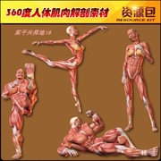 艺用人体结构360度人体肌肉解剖素材 肌肉结构 32400P