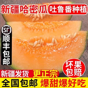 新疆哈密瓜吐鲁番西州蜜25号应当季新鲜水果，甜瓜孕妇10斤甜