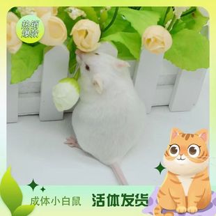 小白鼠实验鼠繁殖组一代鼠种一公三母孕母人工繁殖包活