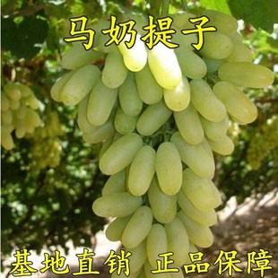 葡萄苖无核马奶提子大新疆无子白牛奶葡萄树苖盆栽爬藤四季种植