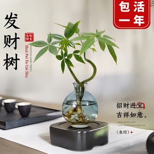 发财树小盆栽水培植物办公室内桌面绿植客厅招财摆件四季常青好养