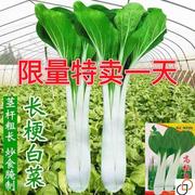 高梗白小白菜种子长四季白菜小蔬菜青菜汤小白菜白种子梗高杆菜籽