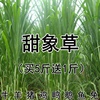 台湾甜象草种子养殖牧草种子畜牧多年生牧草，牛羊饲料喂牛饲料草种