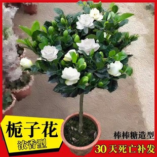 大叶牡丹栀子花棒棒糖盆栽苗带花苞四季开花重瓣独杆老桩树苗花卉