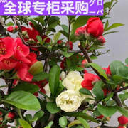 日本海棠花盆栽品种稀少双色海棠盆景树桩，四季开花带花苞室内花卉
