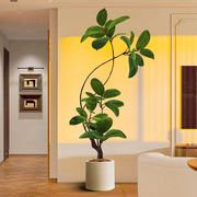 大型客厅落地摆件室内沙发电视柜，旁边假植物，黑金刚橡皮树仿真绿植