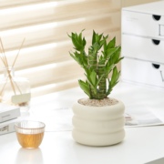 节节高富贵竹植物客厅招财小型盆栽办公室桌面摆件防辐射净化空气