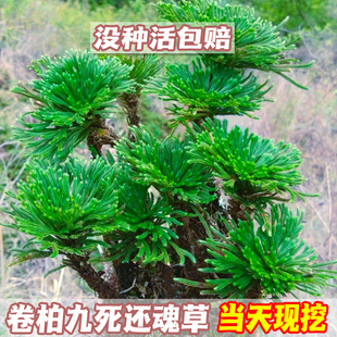 卷柏九死还魂草桌面，花卉植物盆景盆栽假山组合吸水石菖蒲兰花