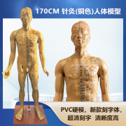 人体针灸模型 针灸铜人模型 穴位铜人 人体经络模型（铜色）178CM