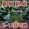 今年新种黑大头苏州菜，种子矮脚苏州青菜籽四季油菜小青菜蔬菜