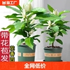 白兰花盆栽室内庭院四季开花好养活植物玉兰花树苗花卉绿植客厅