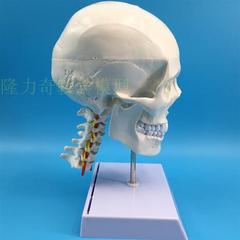 骷髅头骨标本仿真头骨一比一人体头颅模型人头骨附颈椎脑动脉模型