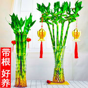 带根富贵竹植物转运竹龙竹水培开运竹子植物盆栽客厅水养绿植招财