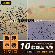 KJ75致趣美术空飞鸟群鸟飞翔鸟类迁徙夕阳天空10款空镜头4KHQ