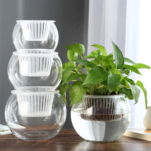 创意水培瓶植物透明玻璃，花瓶容器绿萝花盆，鱼花共养缸水养摆件器皿