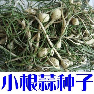 小根蒜种子 东北野生大头小葱阳台盆栽青菜东北山野菜多年生植物