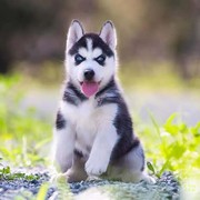 泰州纯种哈士奇幼犬活体西伯利亚雪橇犬二哈幼犬蓝眼哈士奇幼崽宠