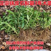 原产地铁皮石斛苗3年生种苗 盆栽石斛苗雁荡山训化苗室内 非霍山