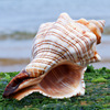赤旋螺天然贝壳海螺壳创意diy多肉花盆鱼缸造景水族箱地中海装饰