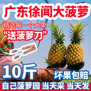 广东徐闻香水菠萝10斤装湛江香脆当季新鲜水果曲界产地非海南凤梨