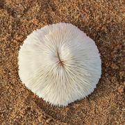 天然白珊瑚圆形海菊花蘑