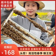 蜂王浆新鲜纯正宗头茬油菜洋槐花春浆农家自产高活性1斤500g