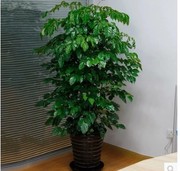平安树幸福树盆栽大型绿植花卉树苗小盆栽室内客厅小竹篓 B761816