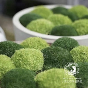 爱尔兰珍珠草苔藓植物，多年生地被花苗岩石花园，盆栽组合常绿花卉