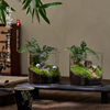 趣味鲜活苔藓微型景观创意，室内桌面生态绿植盆栽，盆景懒人好养植物