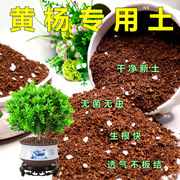 黄杨专用土杨树盆栽大型绿植，通用型营养土阳台花卉培植土花泥