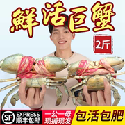 三门青蟹鲜活 特大超大2斤螃蟹1公1母大青蟹水产海鲜红鲟膏蟹海蟹